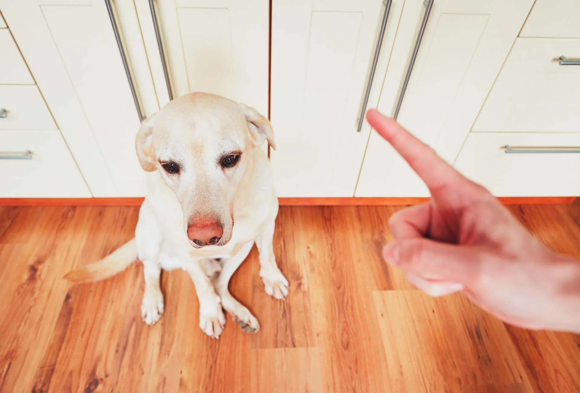 A Labrador looks guilty and is scolded by a human with their finger pointing at the dog.