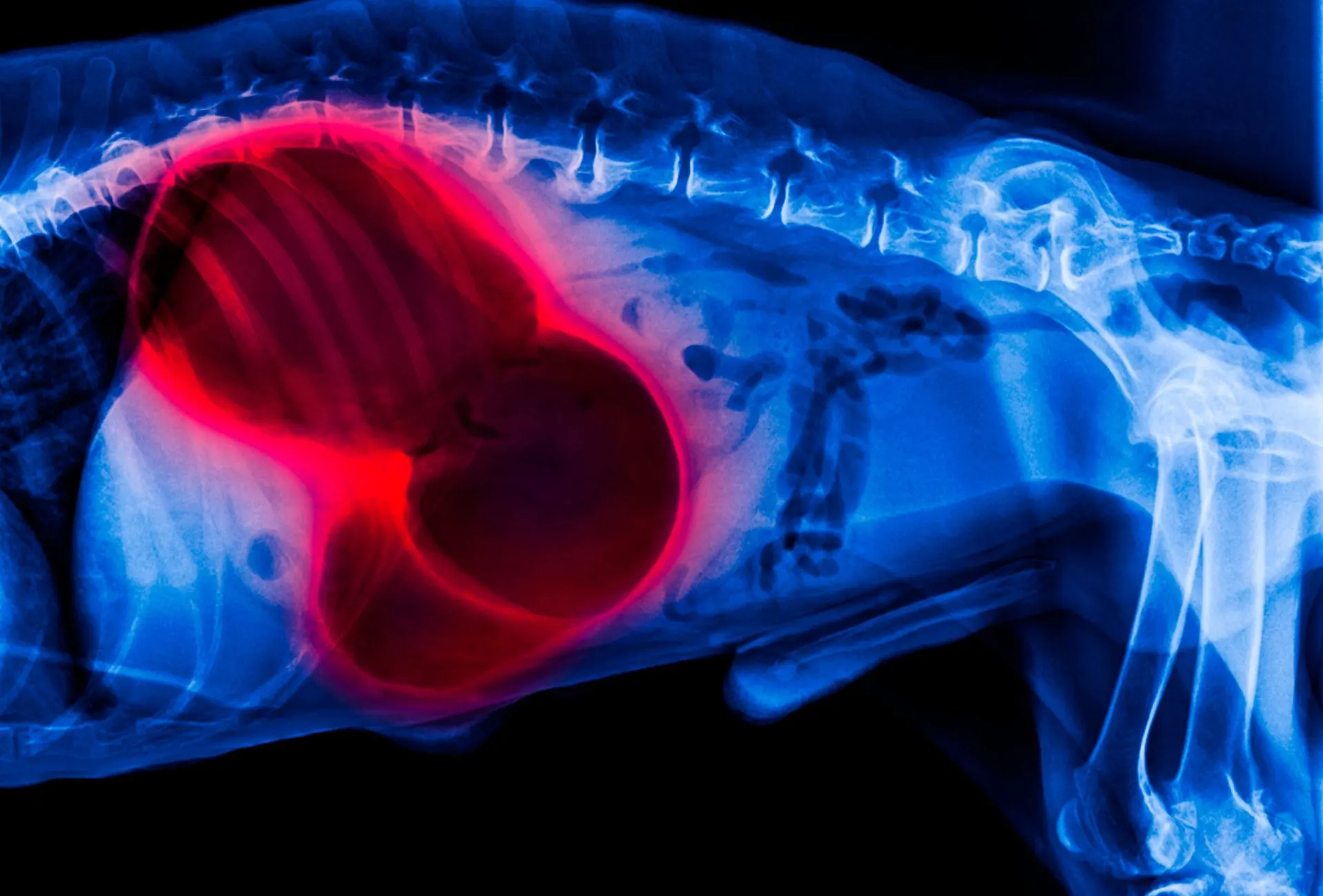 X-ray of dog with GDV circled in red.