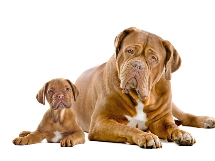 Dogue de Bordeaux tilting head next to a puppy in front of a white background.