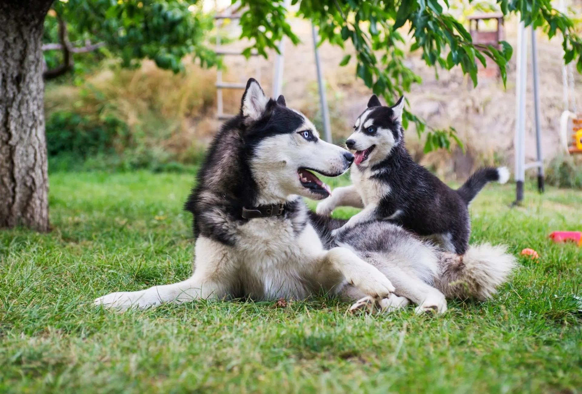 A Husky puppy is sneaking up on an older Husky to interact with their face.