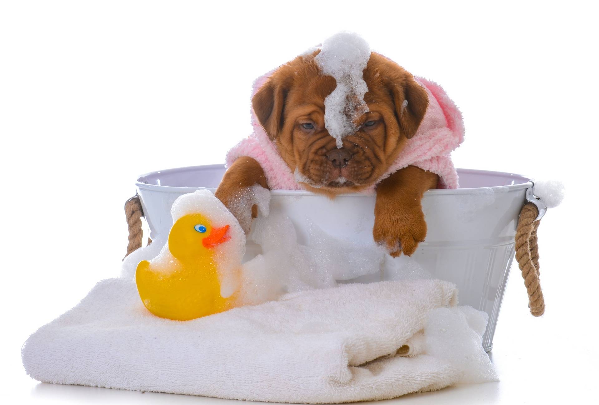 Dogue de Bordeaux puppy is bathed in a small bucket with a toy duck and towel.