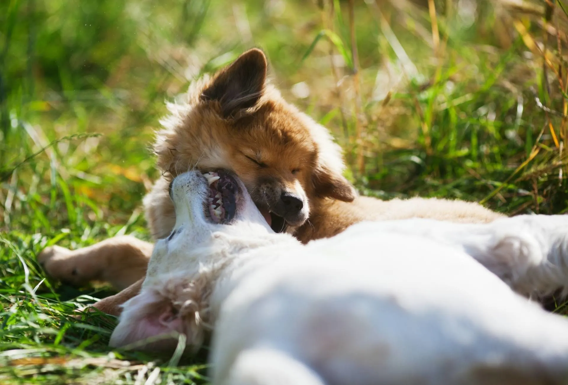 Two puppies lying on grass, mouthing each other and trying to bite the neck.