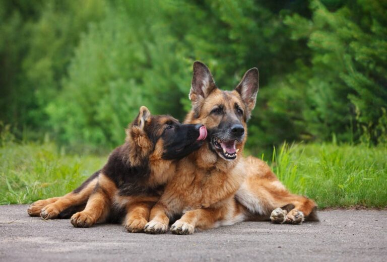 my-puppy-is-bullying-older-dog-biting-the-neck-do-this-pawleaks