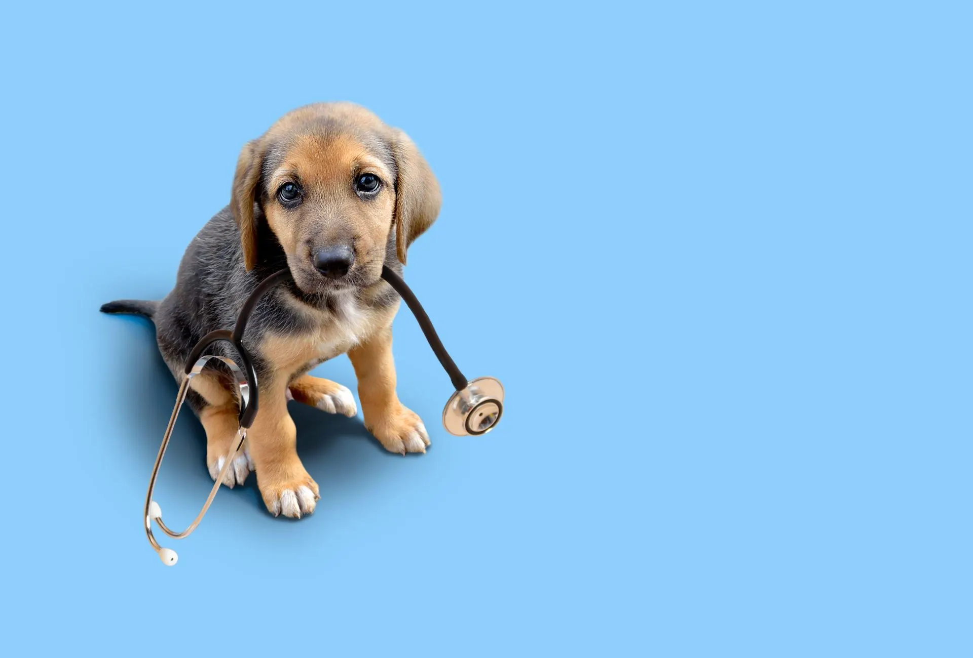 Puppy holds a stethoscope in their mouth in front of a blue background.