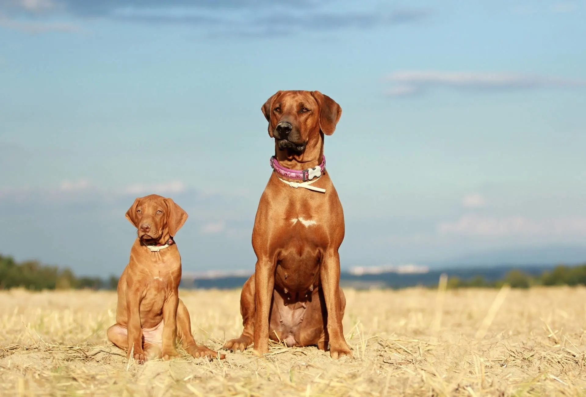 An adult Rhodesian Ridgeback is sitting next to a younger one in a puppy sit.