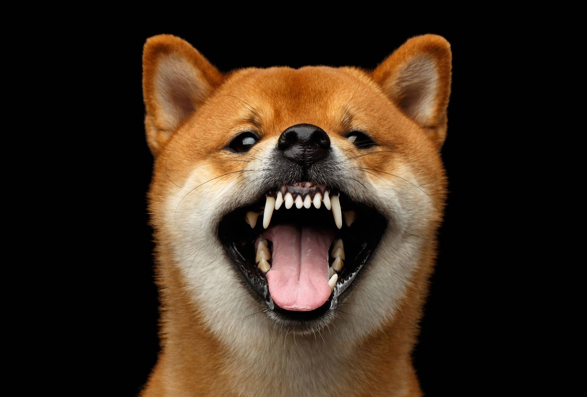 Shiba Inu has mouth wide open and looks angry in front of a black background.