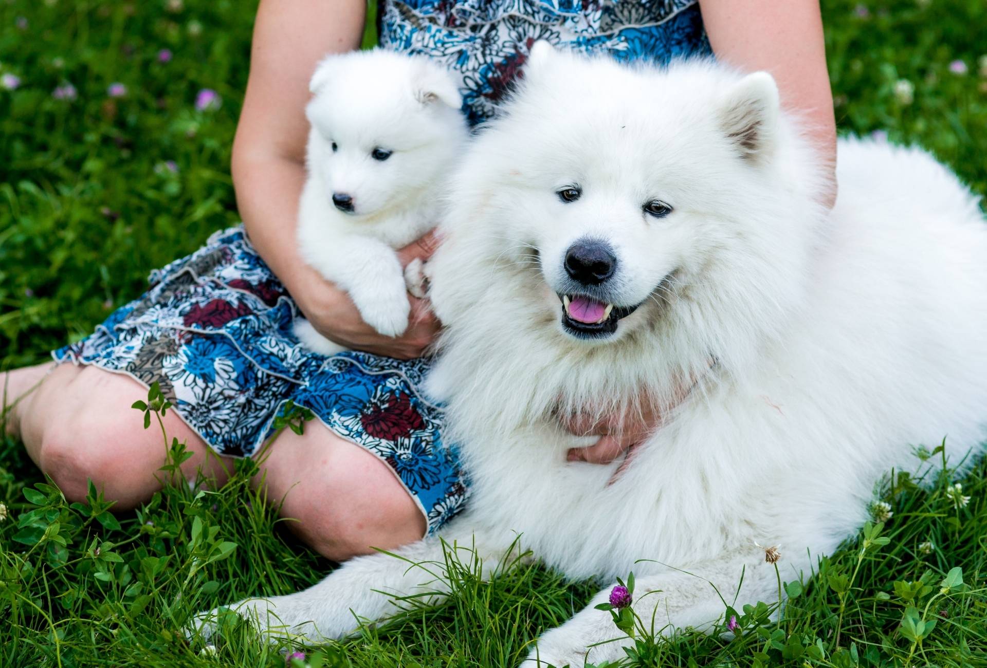 A person holds a white puppy while petting an older dog.