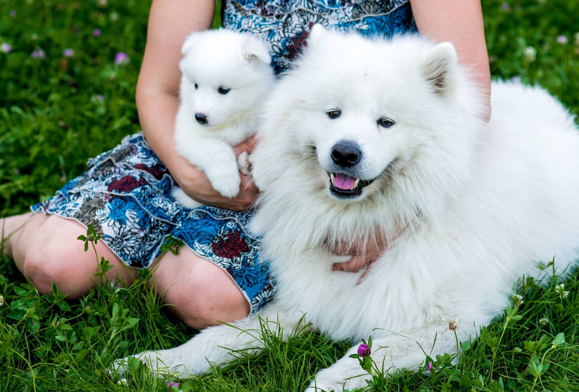 Why Do Older Dogs Attack Puppies Here s What To Expect KeepingDog