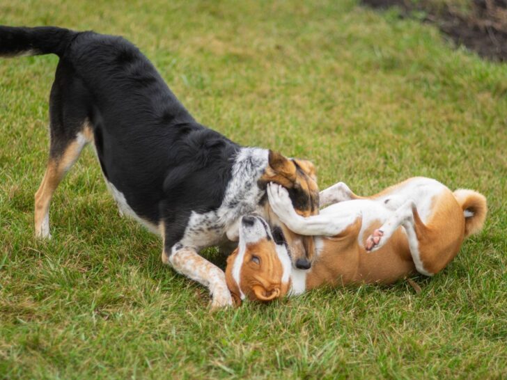 Two dogs are play fighting with one dog leaning over the other one lying on grass.