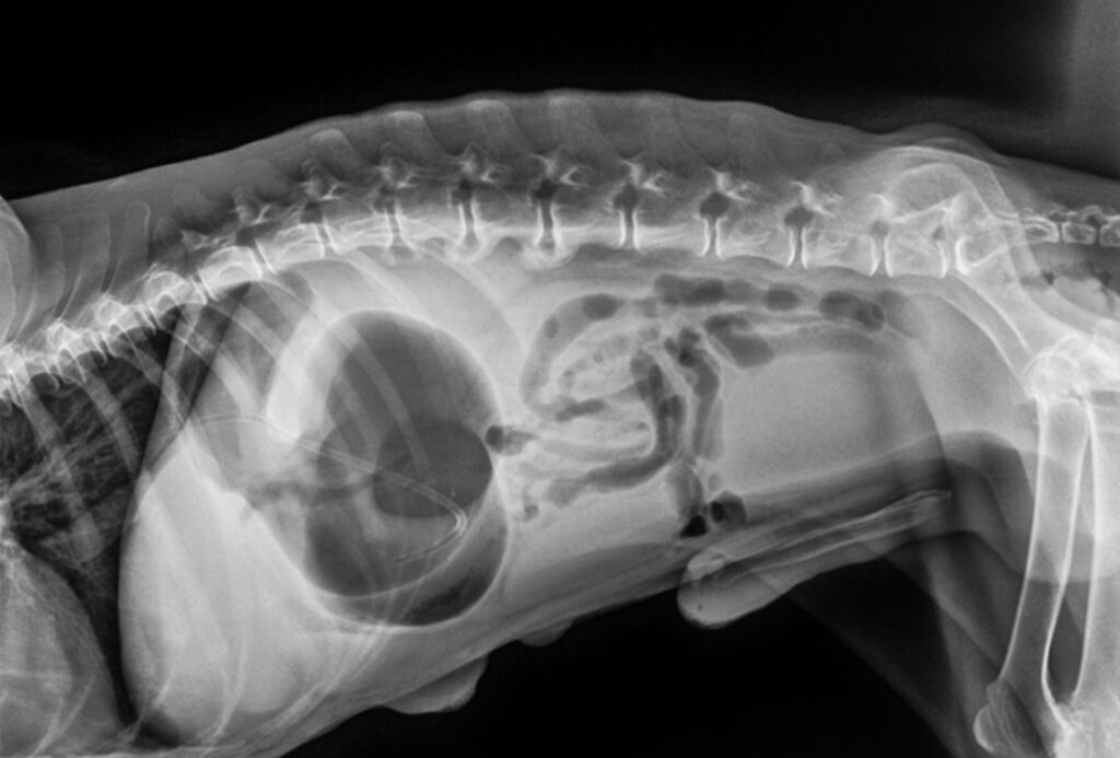 X-ray of dog with GDV, lateral view.