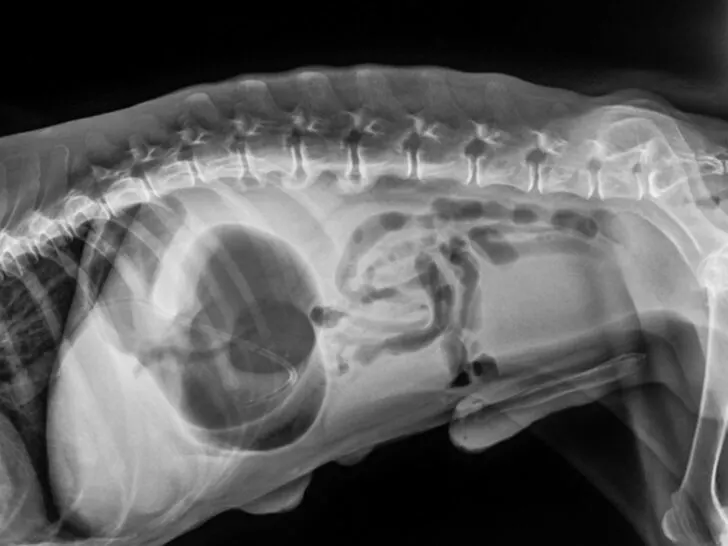 X-ray of dog with GDV, lateral view.