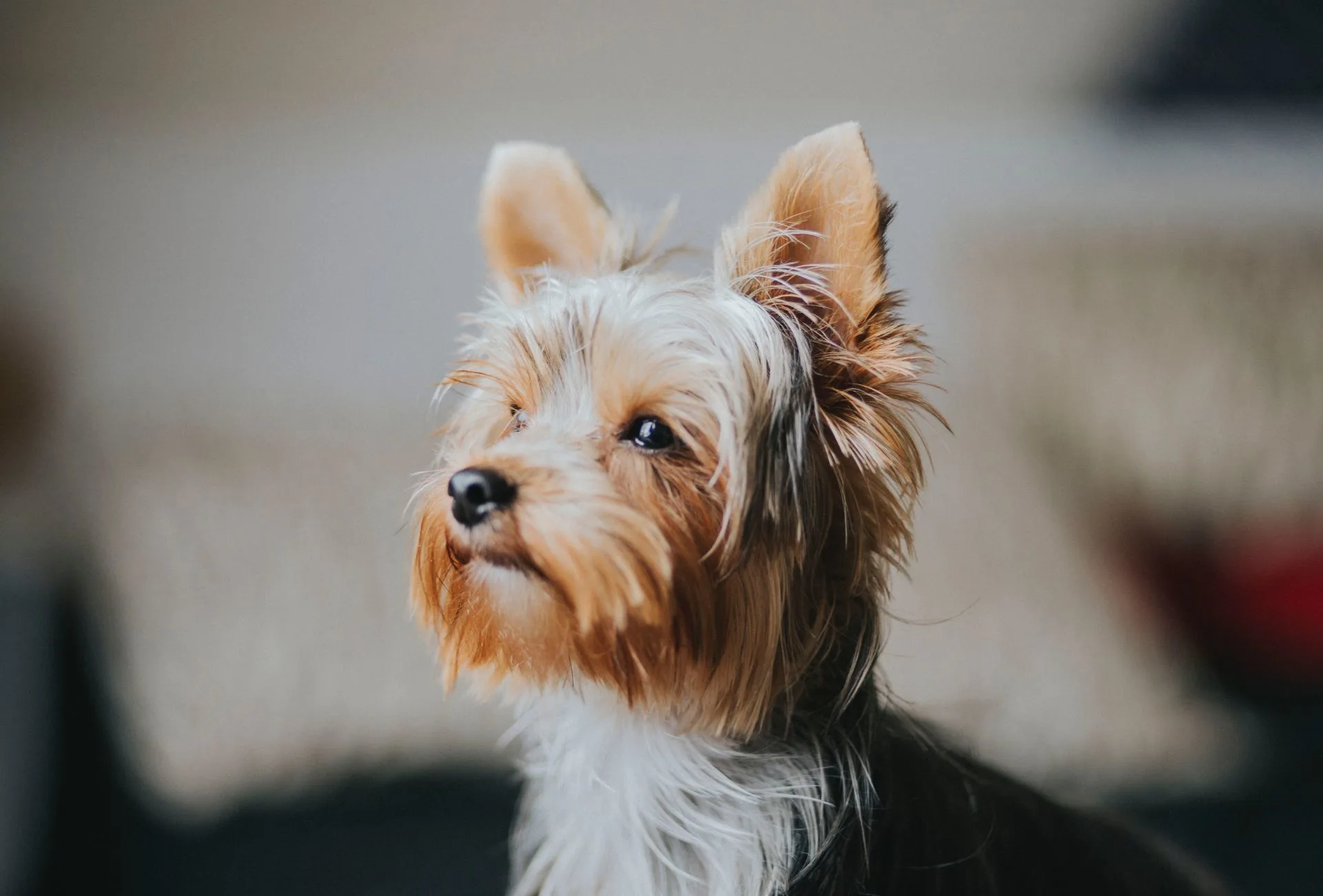 Small Yorkshire Terrier looking out a window.