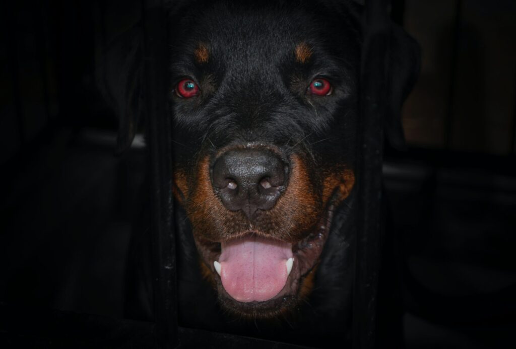 Frontal shot of a Rottweiler's head, surrounded by darkness.