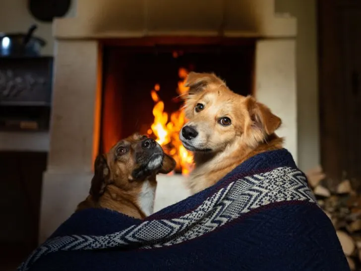 Two dogs cuddle under a blanket in front of a fireplace.