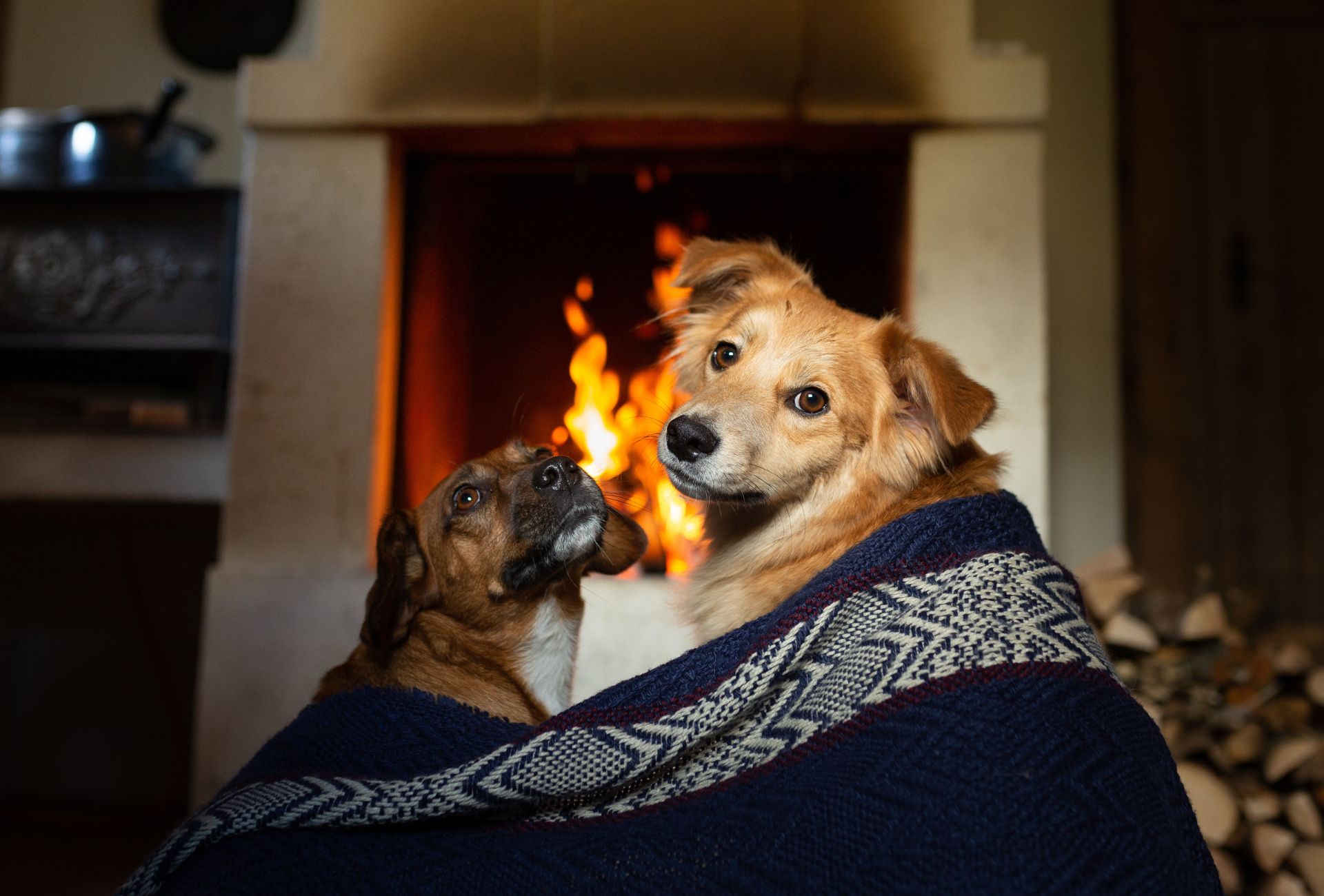 Two dogs cuddle under a blanket in front of a fireplace.