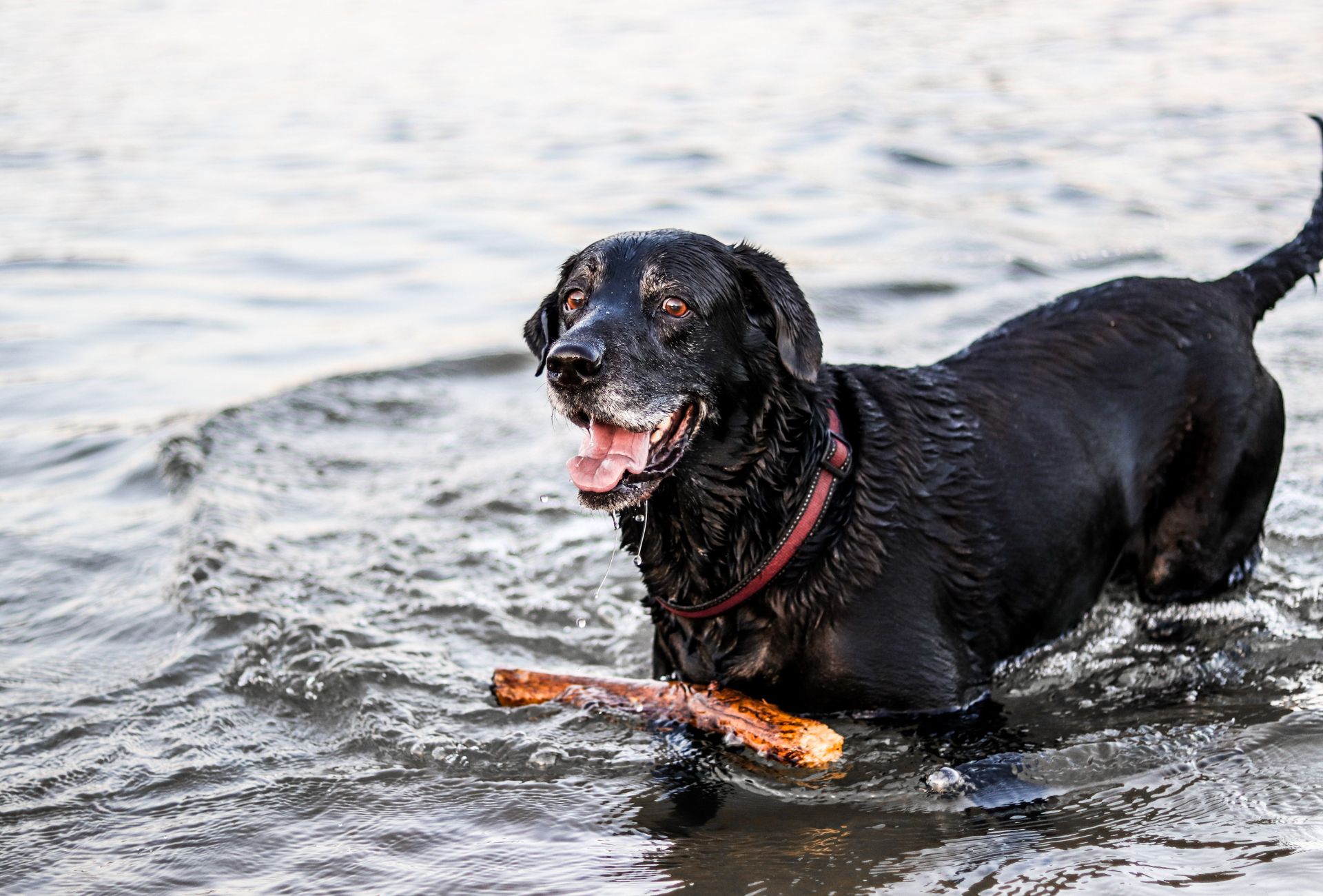 Black senior dog standing in water with a stick.