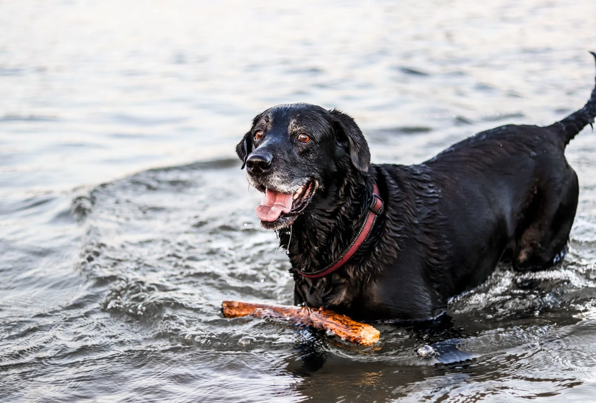 what causes dogs to get grey hair