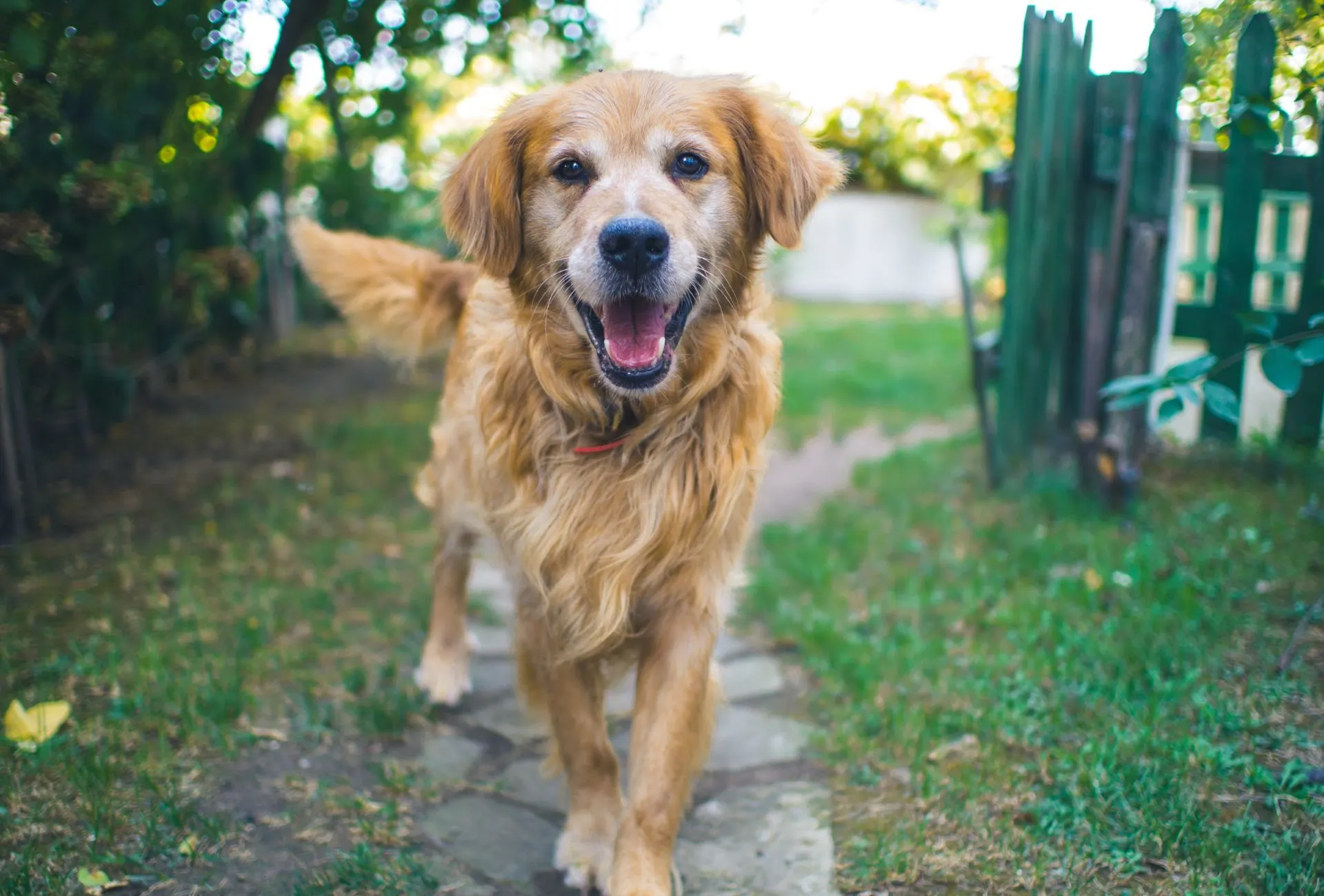 Senior Golden Retriever dog in a garden.