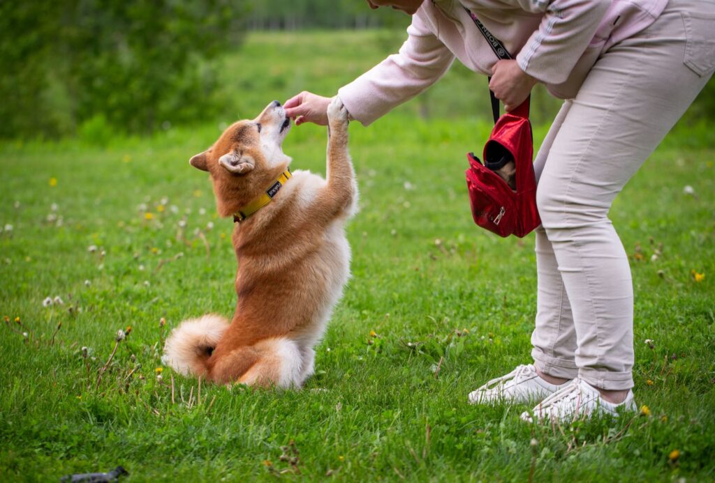 Shiba Inu being trained to stand on hind legs in park.
