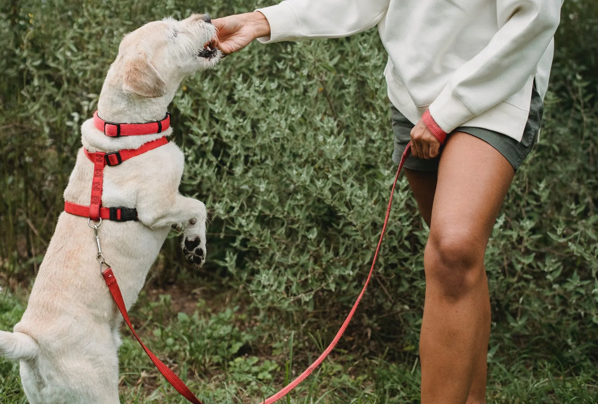 White dog with red harness learning trick to stand up on his hind legs.