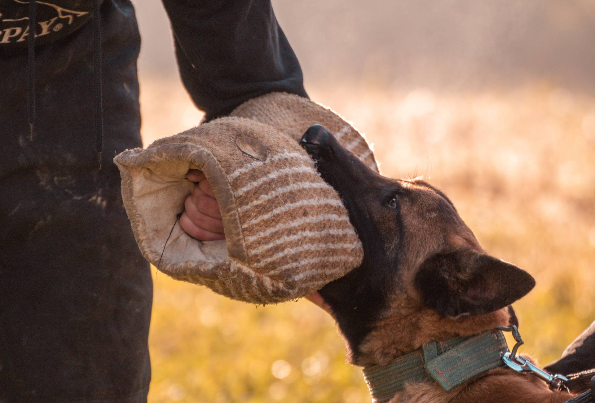 A German Shepherd is biting a sleeve during a training session.