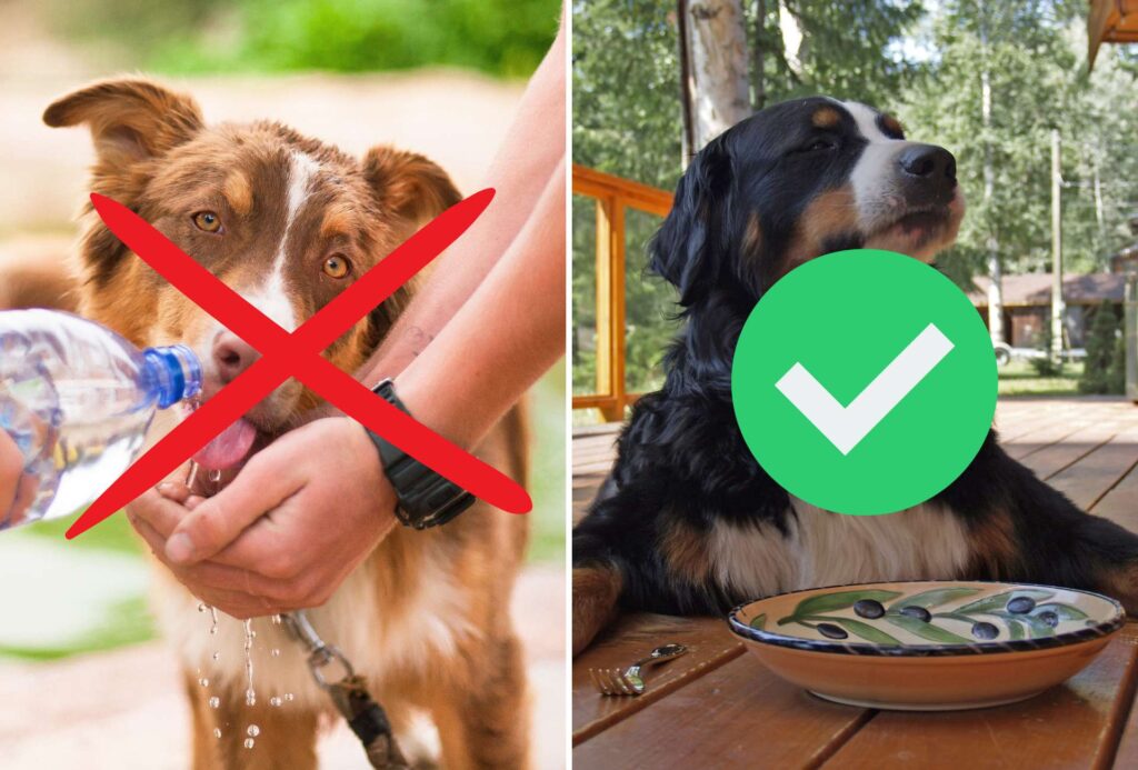 Dog is not drinking but eating. Graphic on the left shows a red cross for water, graphic on the right shows a green checkmark for food.