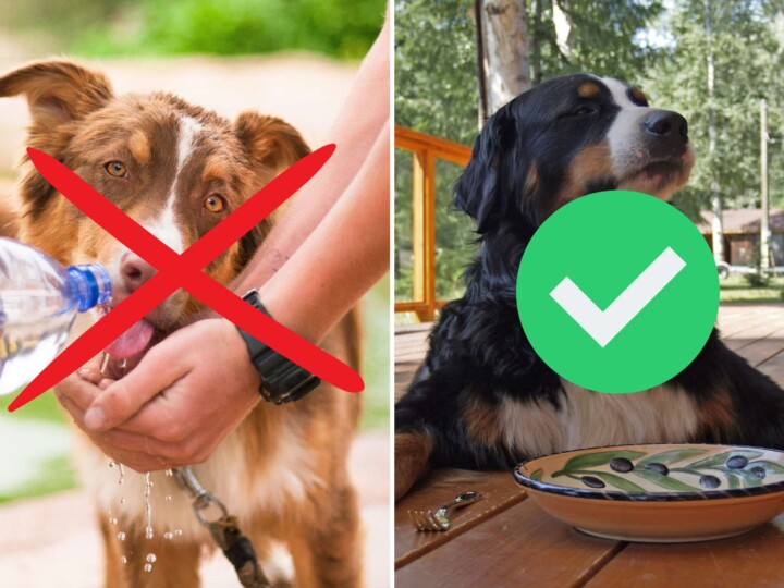 dog-drinking-excessive-water-and-urinating-in-house-pawleaks