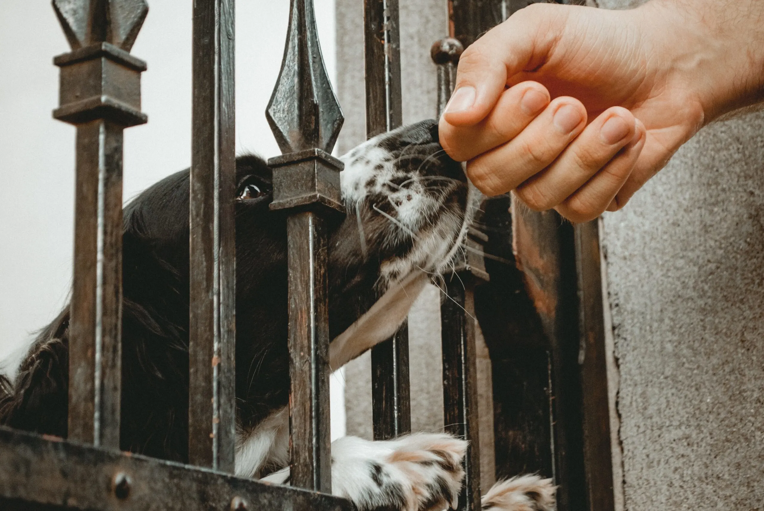 Dog is sniffing a human hand through an iron fence.