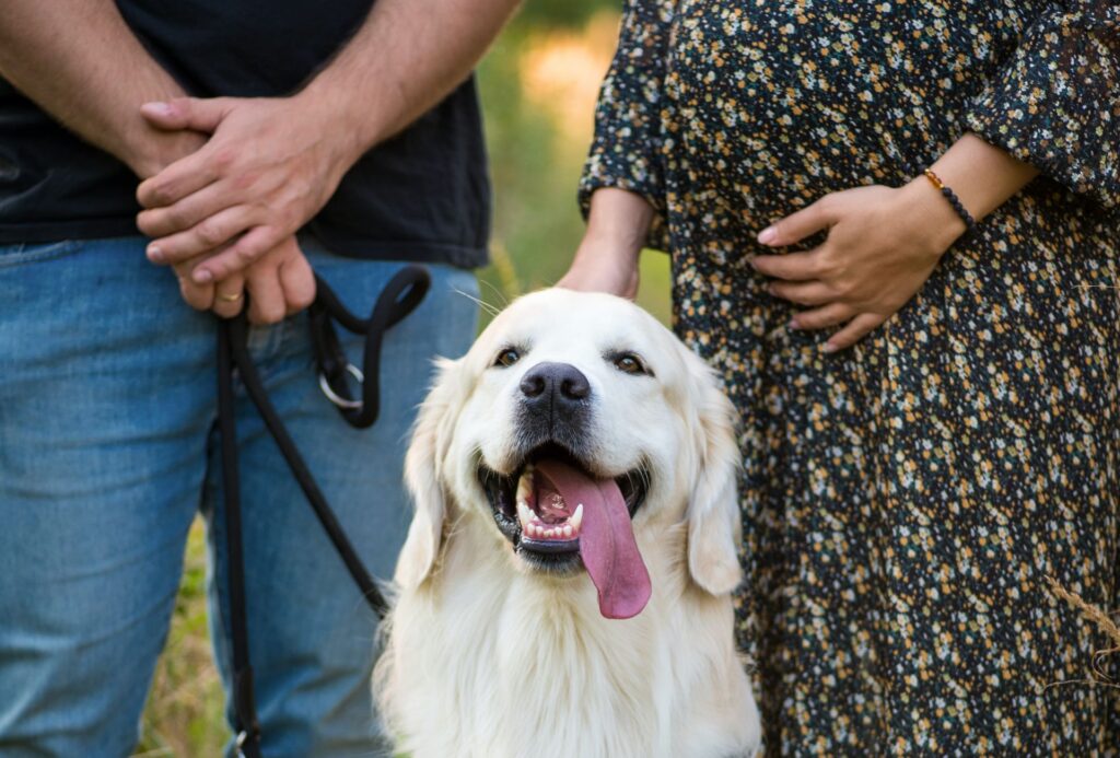 Golden Retriever with pregnant woman and husband.