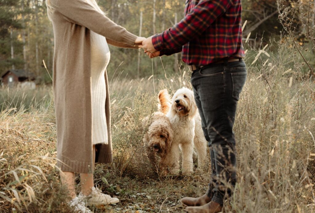 Do Dogs Get Clingy When You Are Pregnant? PawLeaks