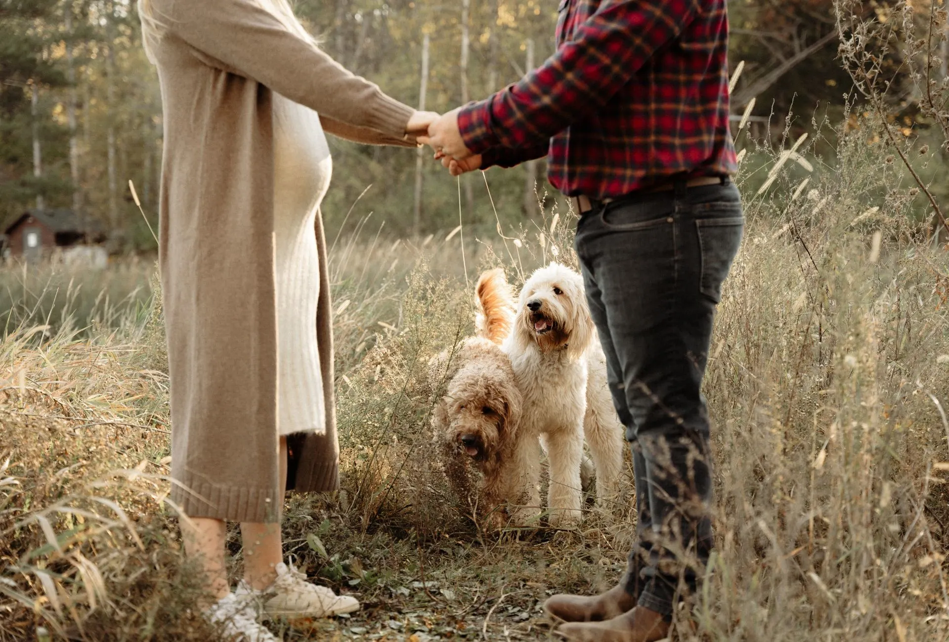 do dogs get clingy when pregnant