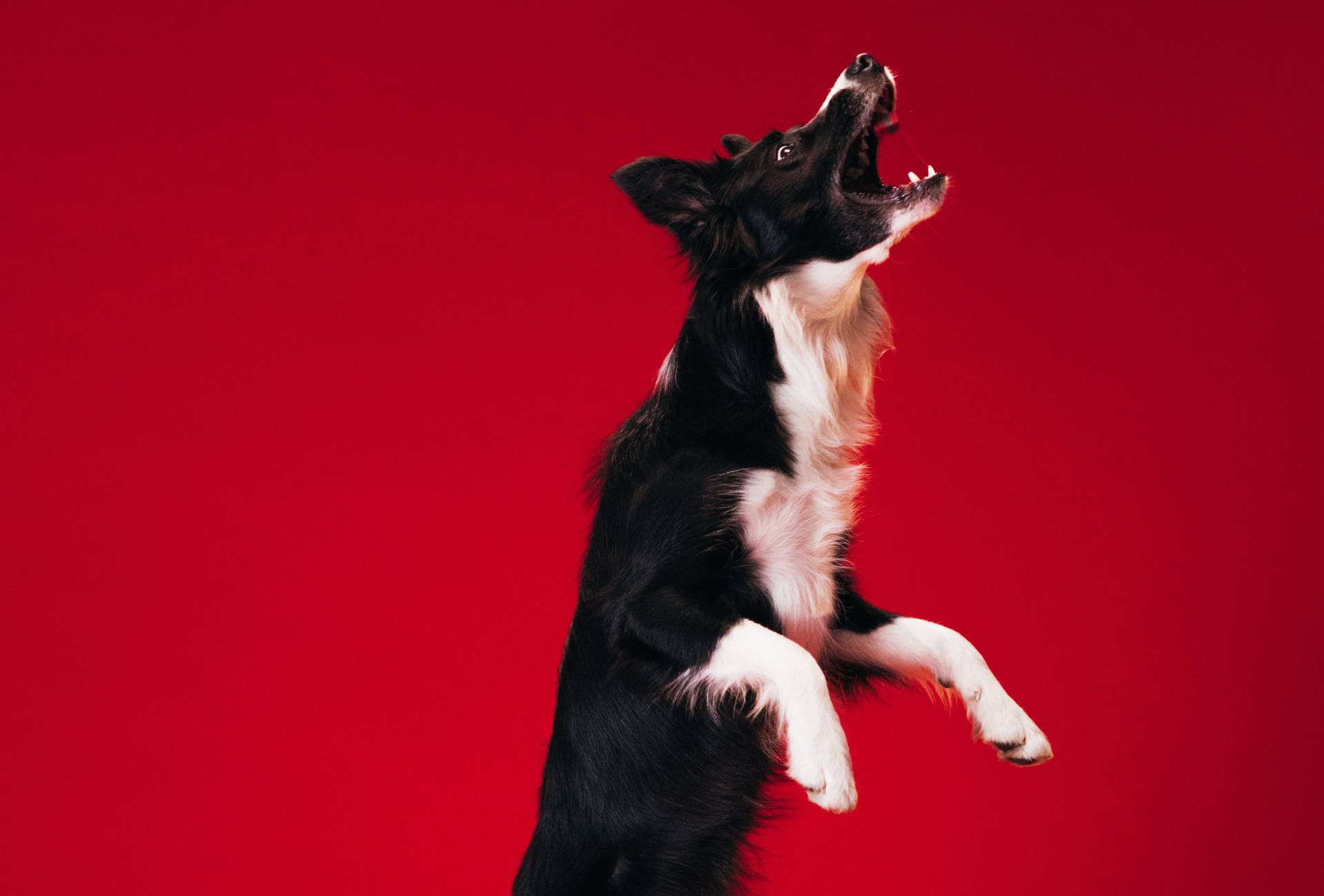 Border Collie jumps with an open mouth in front of a red background.