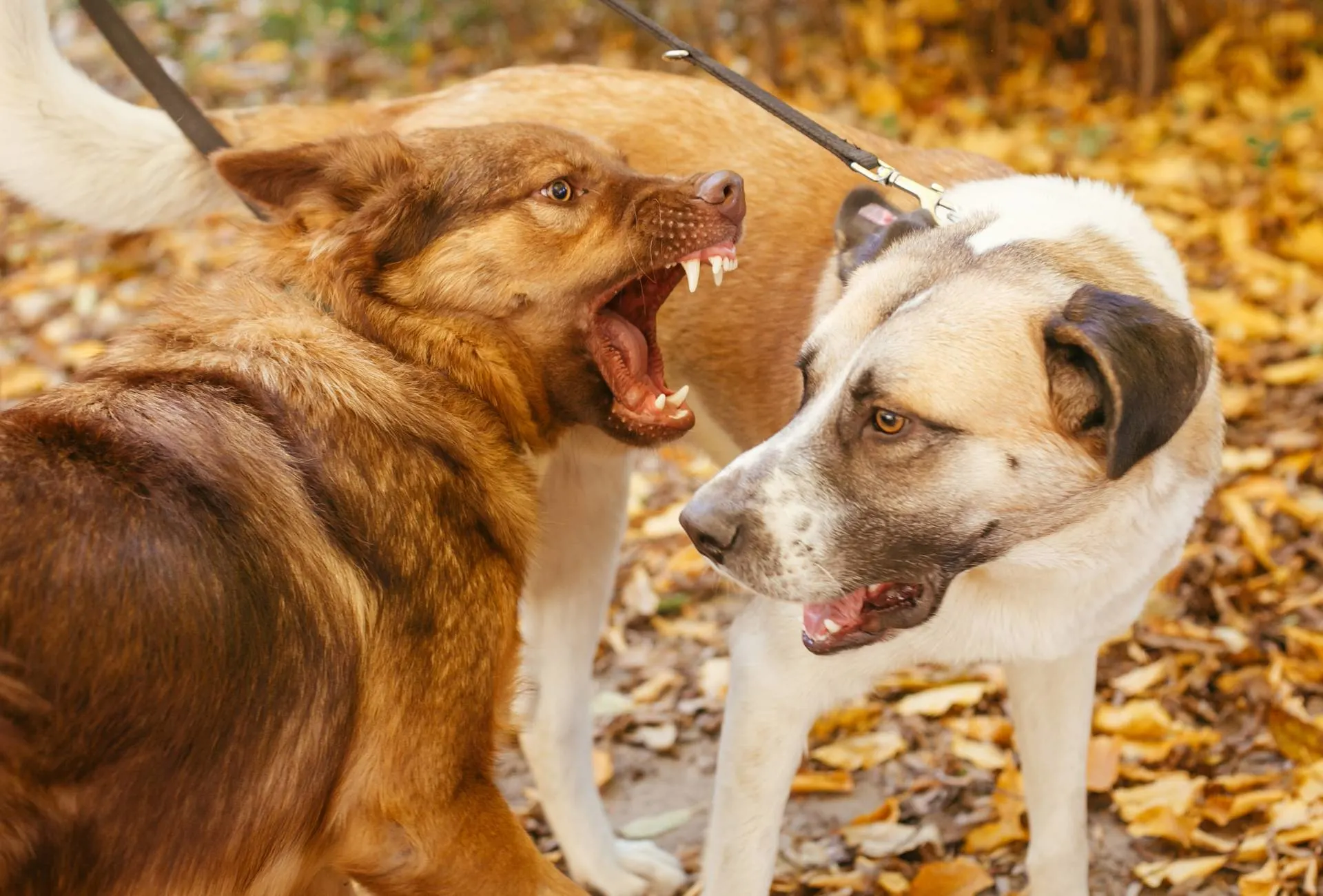 A dog with their mouth wide open and teeth showing is about to attack another dog, both are leashed.