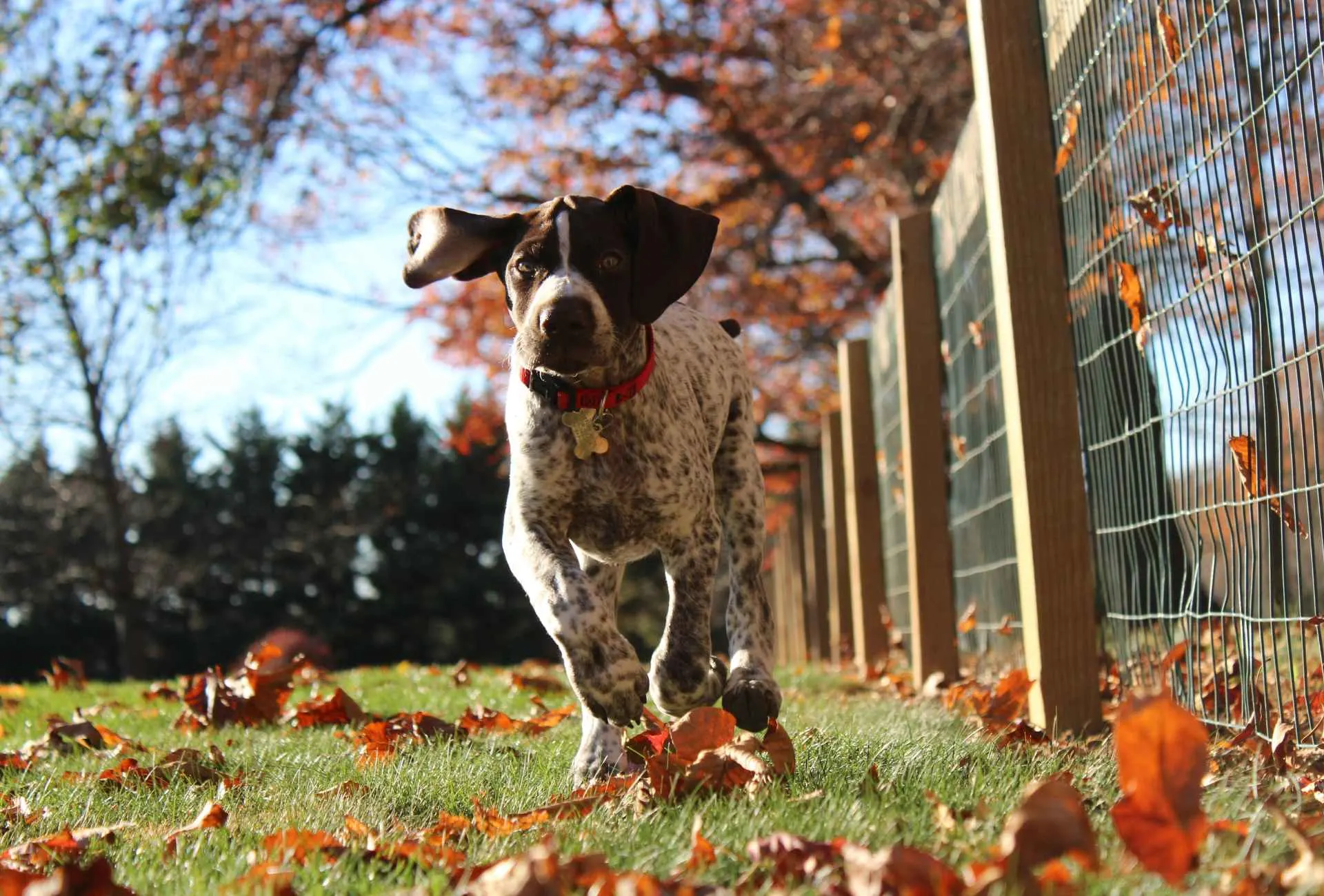 German Shorthaired Pointer puppy running with a fence and leaves in the background.