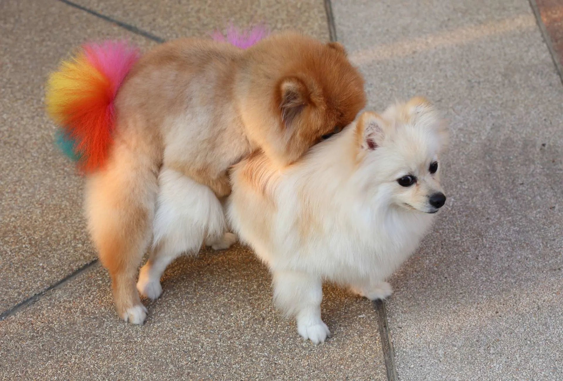 A small Pomeranian with a rainbow-colored tail is mounting another small dog.