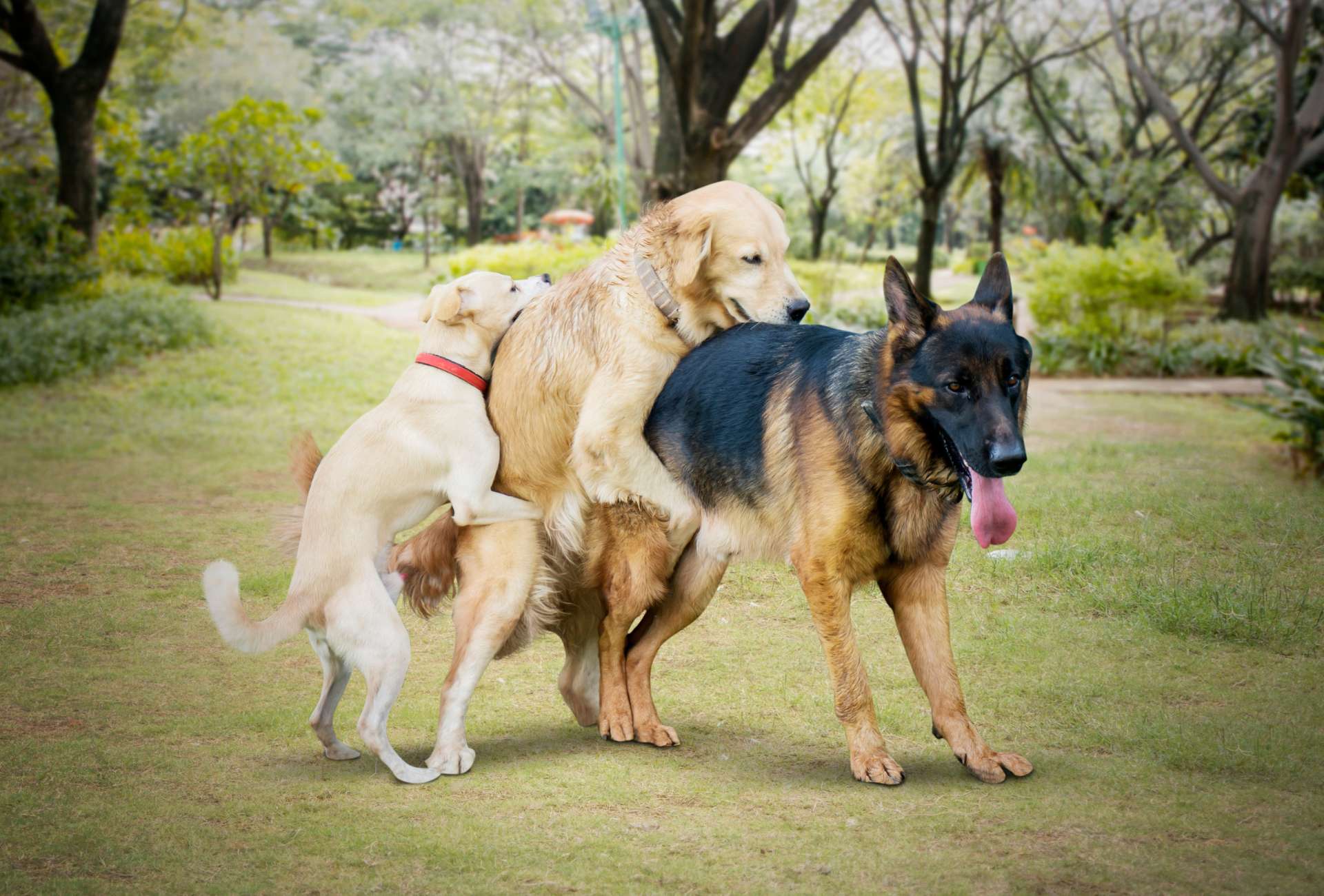 Three dogs are mounting each other in a park.