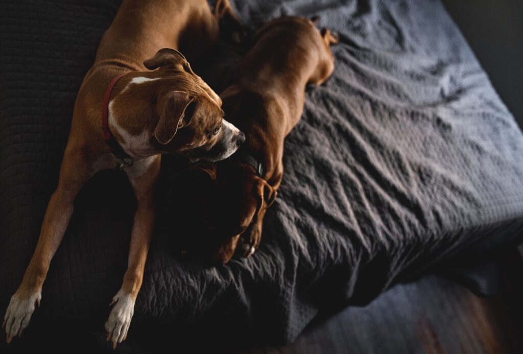 Two brown, short-coated dogs lying on a grey bed.