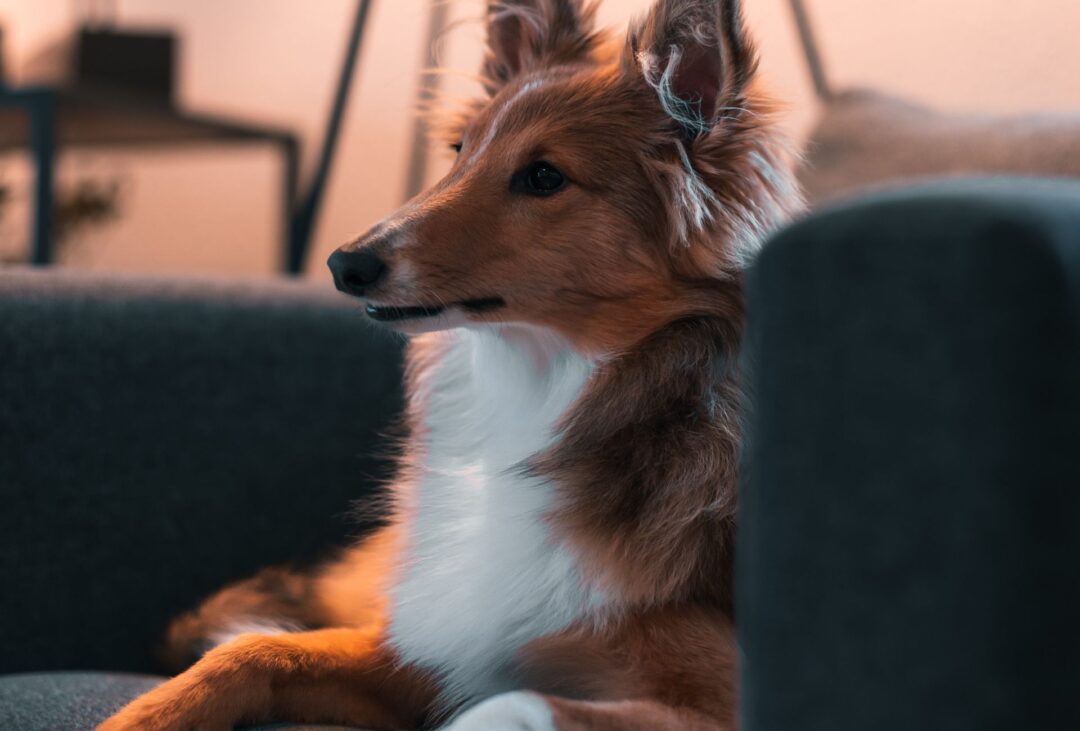when-can-a-dog-get-pregnant-during-heat-pawleaks