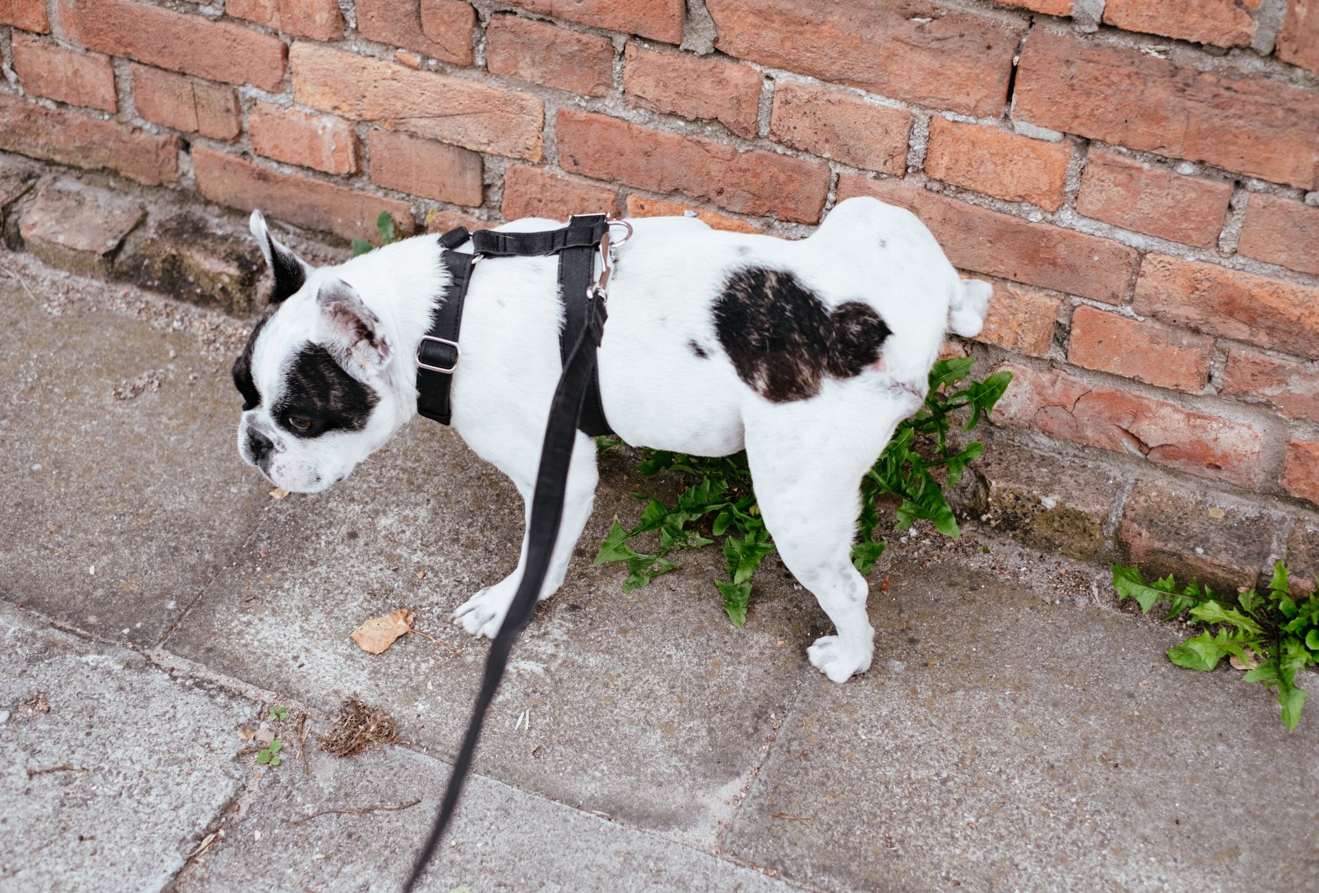 French Bulldog urinating against a brick wall.