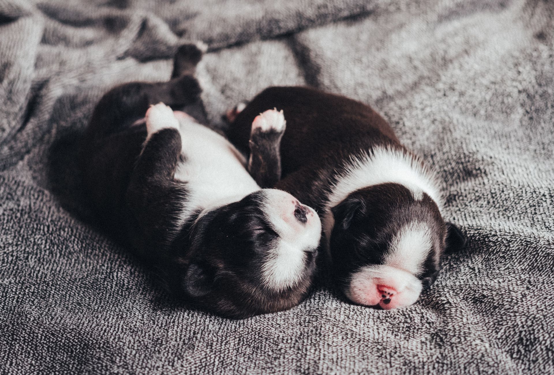 Cute newborn puppies sleeping on a crumpled plaid at home.