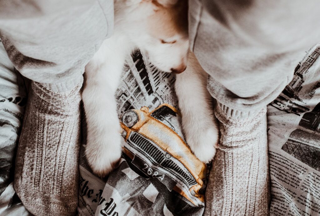 Puppy paws between owner's feet.