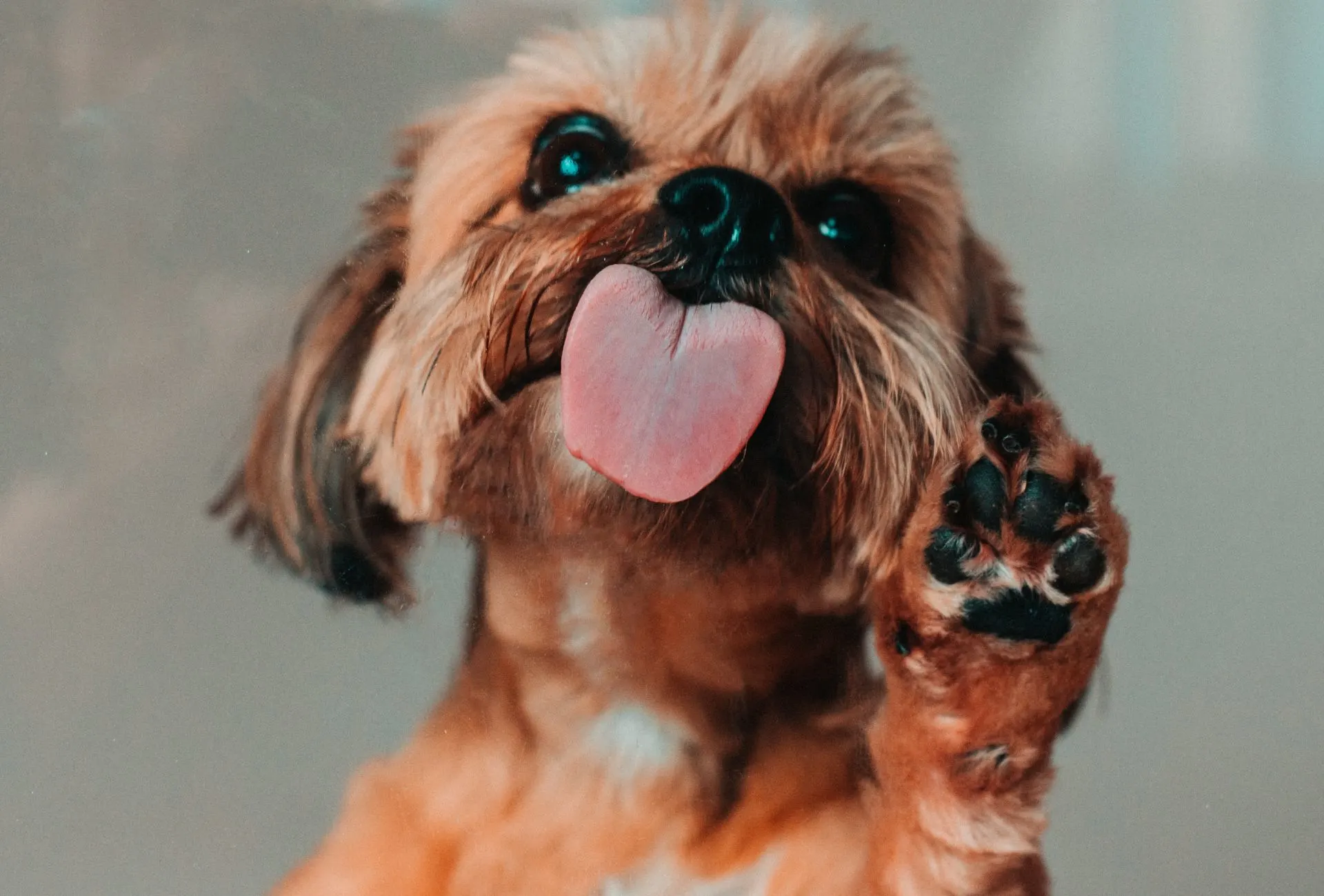Small, brown dog licking the screen.