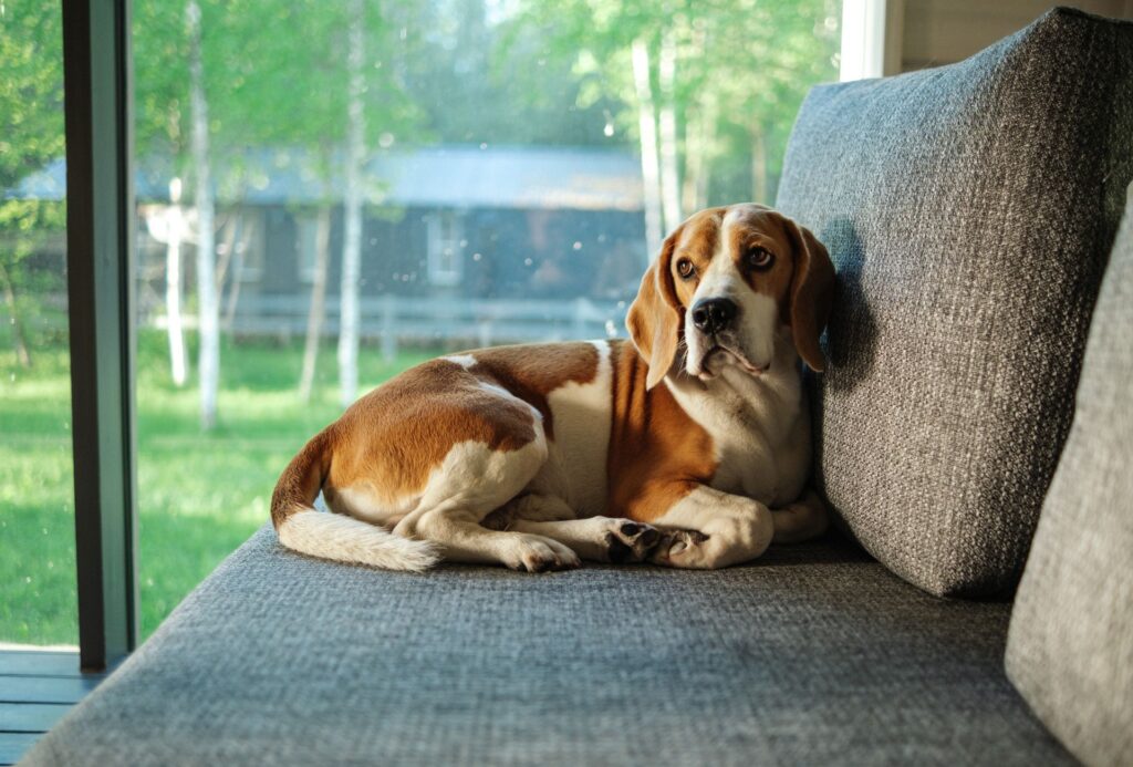 Beagle resting on grey couch indoors.