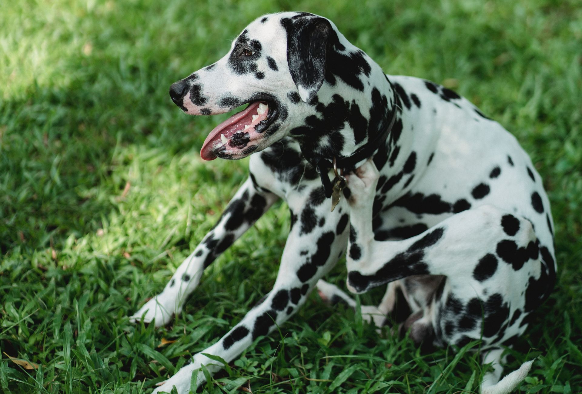 Dalmatian sitting outside on the grass and scratches himself.