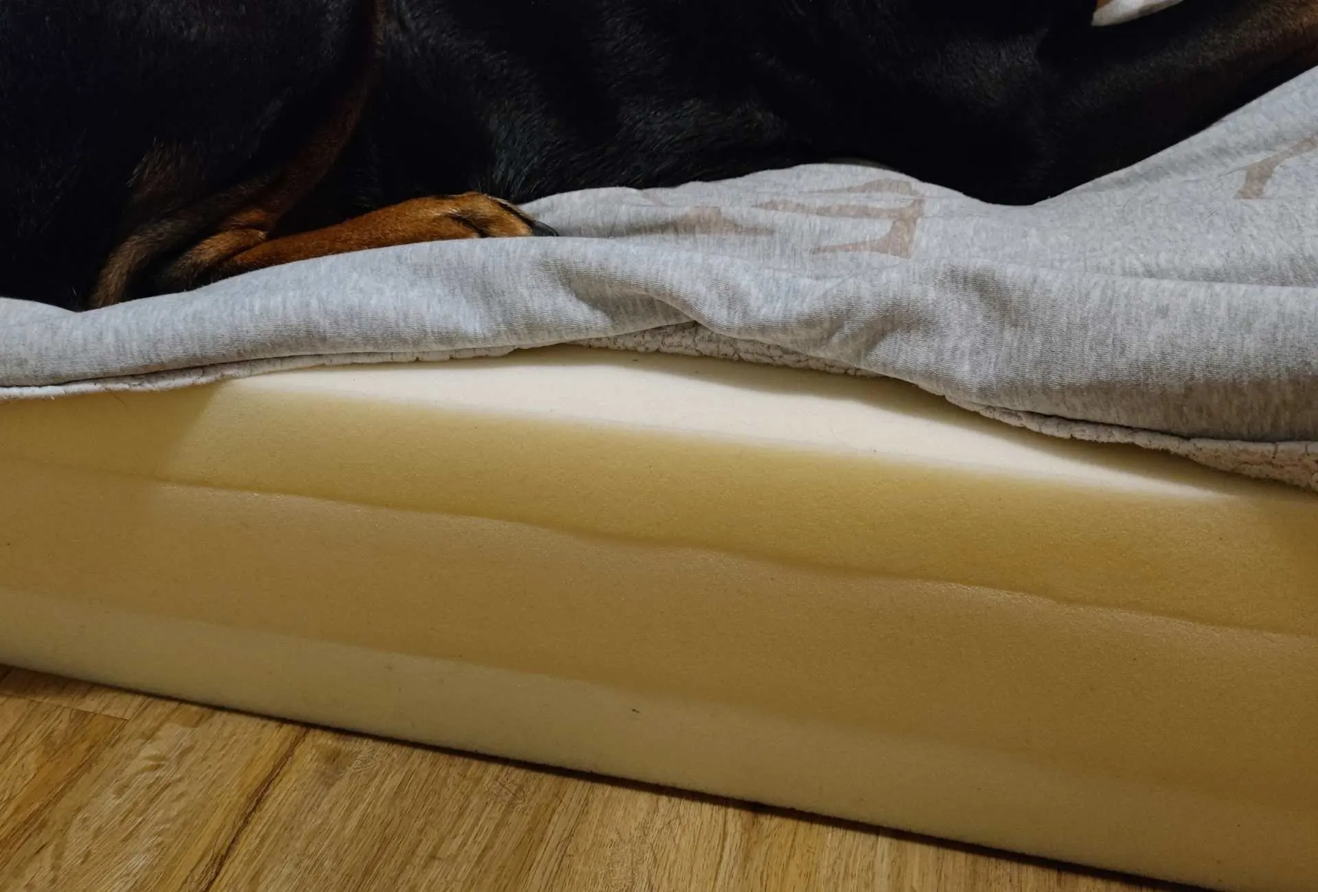 Foam mattress from the side without the cover while my dog is lying on it.