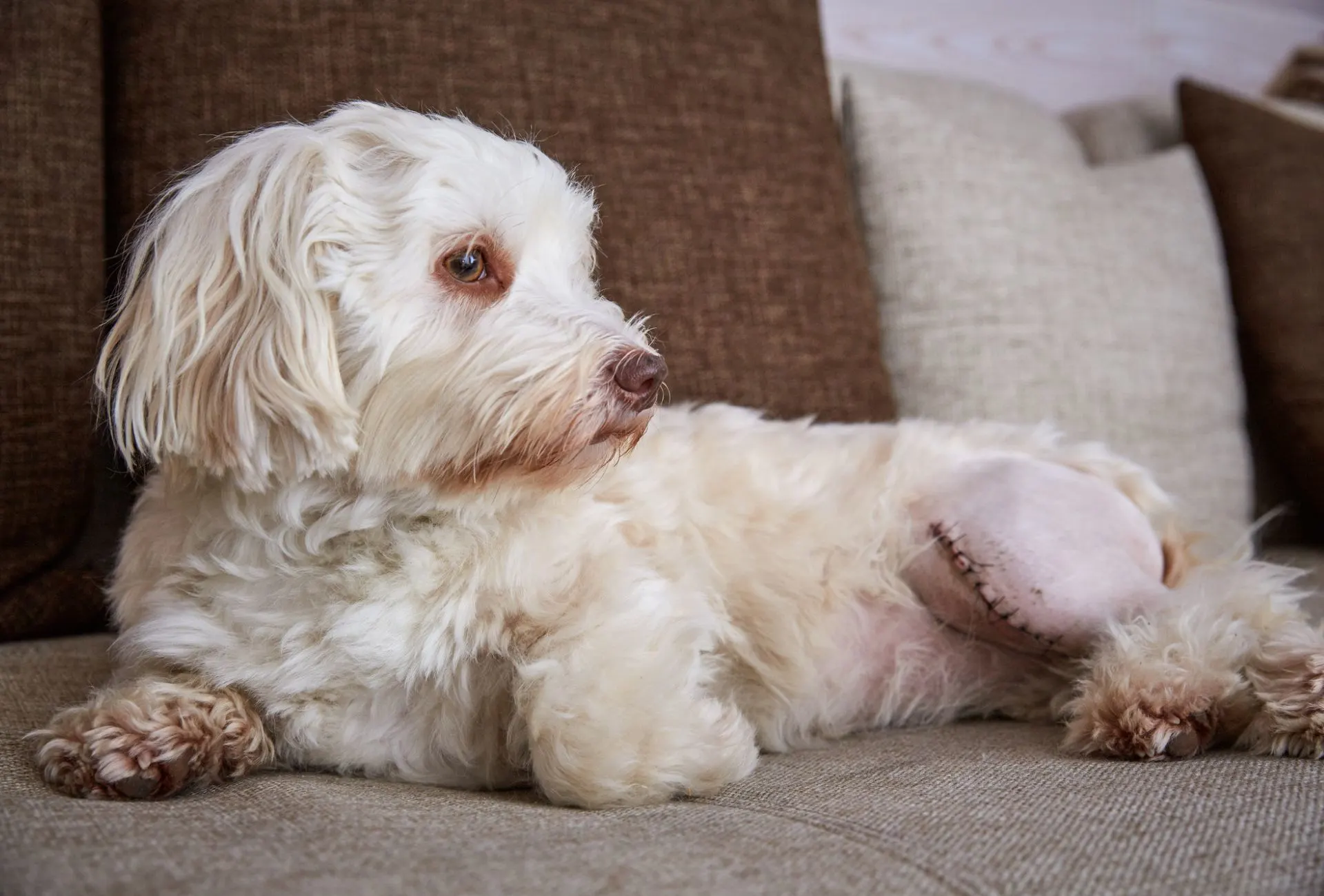 Havanese dog with a scar and shaven leg after surgery.