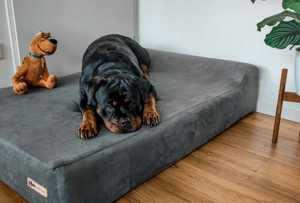 My Rottweiler Amalia is resting on her Big Barker dog bed.