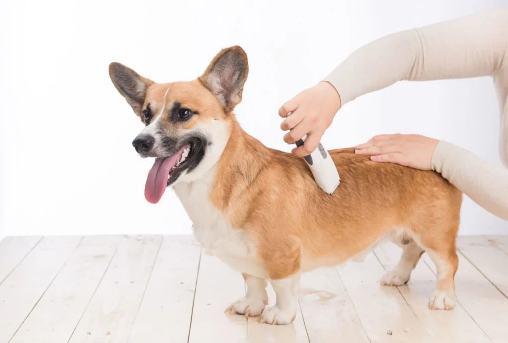 Shaving Corgi fur using a trimmer.