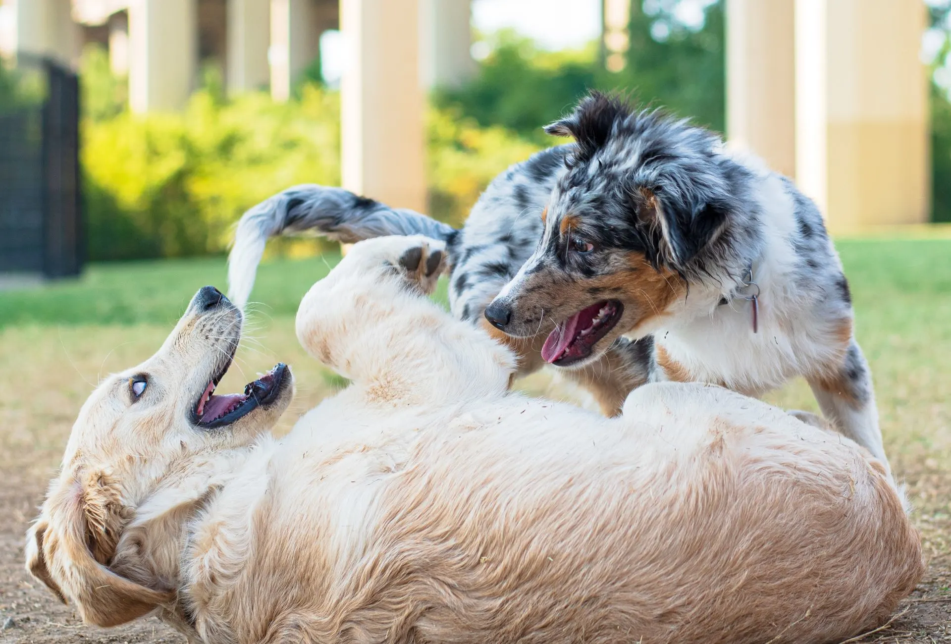 Two dogs playing with each other with one lying on his back.