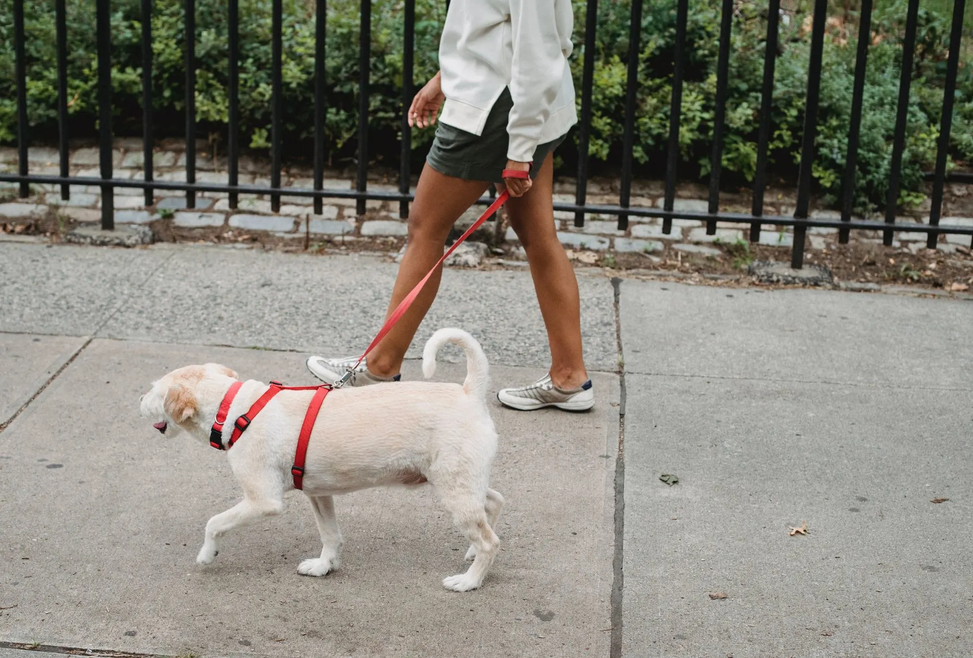 Woman walking dog with red harness on the sidewalk.